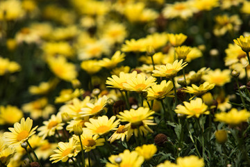 Yellow flowers in Knoxville in a sunny afternoon