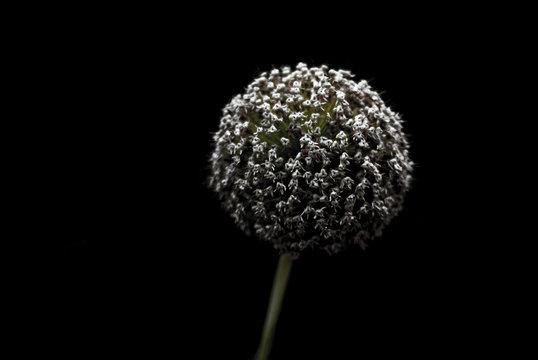 Beautifull flowerr with black background