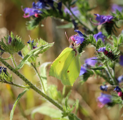 Zitronenfalter, Schmetterling, Falter auf einer Pflanze 