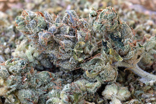 OG Kush Dried Cannabis 02