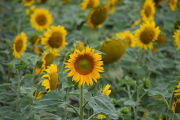 Sunflower field