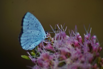 SONY DSC