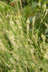 Meadow plants in the summer season. White flowers