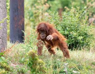 Curious Baby Ourangutan