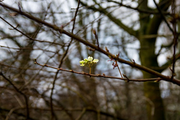 Small florets of orchids on a branch