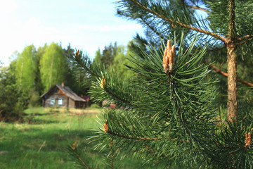 Pine branch with young cone and house on background