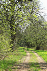 Fototapeta na wymiar Road in the forest on sunny spring day