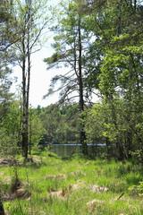 The bog lake on sunny spring day