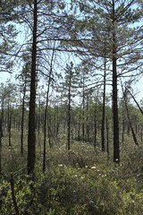 Pine trees and cotton grass in the middle of bog