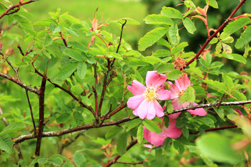 Branch of blooming dog rose flowers