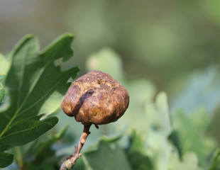 parasitäre Pflanze, Insekt an einem Baum