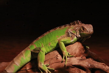 so beautiful animal