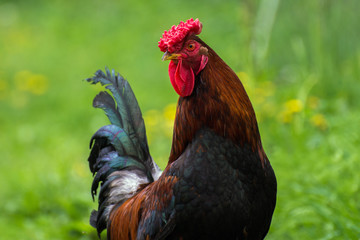 Cock on the grass