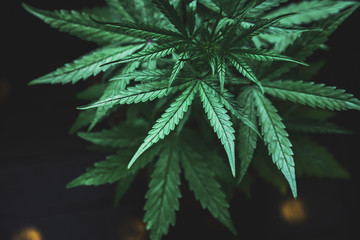 Fototapeta na wymiar Marijuana leaves, cannabis on a dark background
