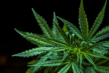 Naklejka na ściany i meble Marijuana leaves, cannabis on a dark background