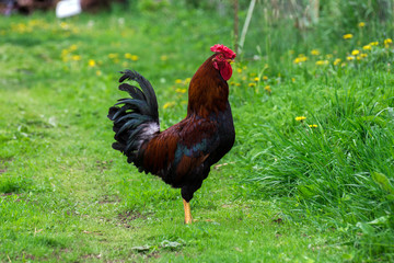 Cock on the grass
