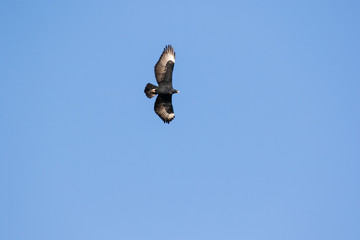 Close up image of a Black Eagles soaring high in the sky over the karoo region of south africa