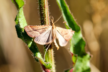 Schmetterling, Falter auf einer Pflanze 