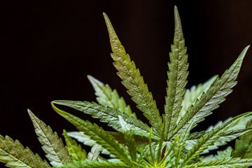 Marijuana leaves, cannabis on a dark background