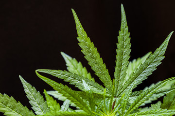 Marijuana leaves, cannabis on a dark background