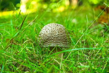 Forest mushrooms in the grass. Gathering mushrooms. Mushroom photo, forest photo, forest mushroom, forest mushroom photo