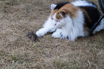 Dreifarbige Hauskatze spielt mit ihrer Beute, eine Waldmaus, auf trockenem Rasen.