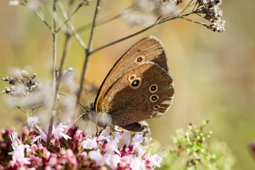 Bläuling, Schmetterling, Falter auf einer Pflanze 