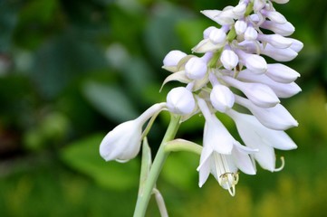 Delicate delightful flowers of hosts in the background of the leaf in the garden.