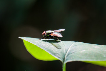 Fliege auf einem Blatt