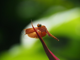 Libelle