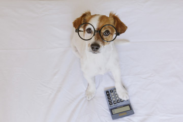 cute small dog accountant thinking and calculating with calculator on bed. Pets indoors. Working at...