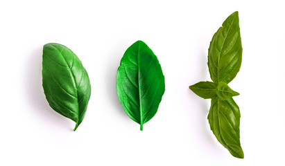 Fototapeta na wymiar Close up studio shot of fresh green basil herb leaves isolated on white background. Sweet Genovese basil