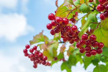 red berries of viburnum among leaves against the sky