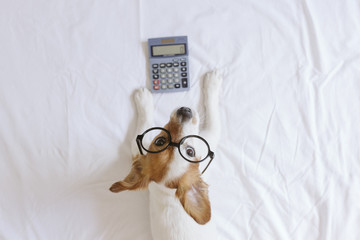 cute small dog accountant thinking and calculating with calculator on bed. Pets indoors. Working at home