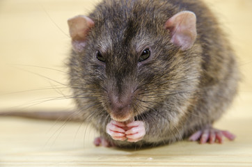 Rat eats lard.