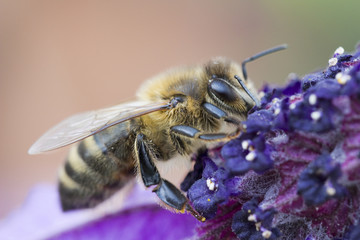 Tawny Mining Bee (Andrena fulva) on Lavandula (Lavender)
