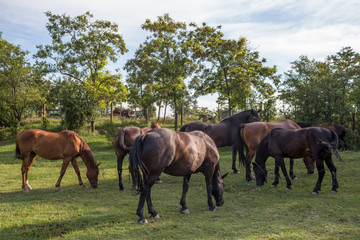 Fototapeta na wymiar Horses on the meadow at animal shelter.