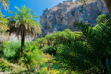 Fototapeta na wymiar Beautiful palm forest in Preveli, central Crete, Greece