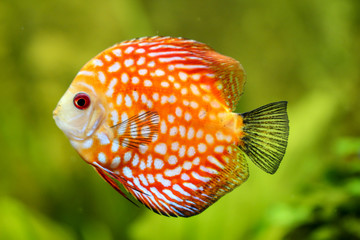 Diskusfisch im Aquarium, Aquaristik 