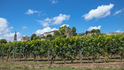 Fototapeta na wymiar Vineyards at Saint Emilion