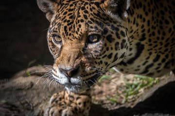 Fototapeta na wymiar Onça Pintada / Jaguar (Panthera onca)