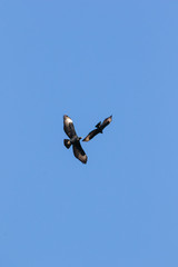Close up image of a Black Eagles soaring high in the sky over the karoo region of south africa