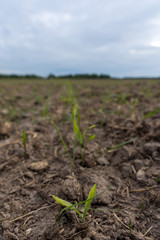 The shoots of corn in a field at dawn