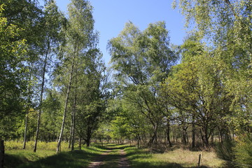 Sanddünen, Sandsteppe im Naturschutzgebiet Sandweier, Baden-Baden am Oberrhein