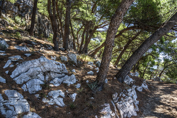 Pine on the shore of the blue sea. Image in autumn colors. Croatia.