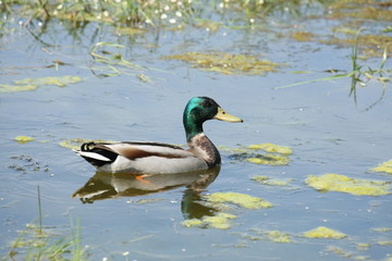 Canard colvert (Anas platyrhynchos)