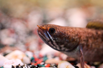 Schlammkopf im Aquarium