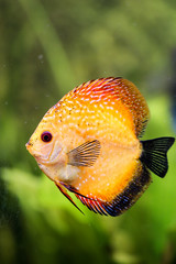 Diskusfisch im Aquarium, Aquaristik 