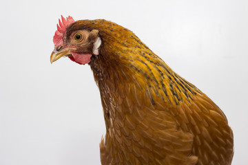 Close up of a chicken's head and upper body, side profile of head with beak, comb, wattles, and eye.