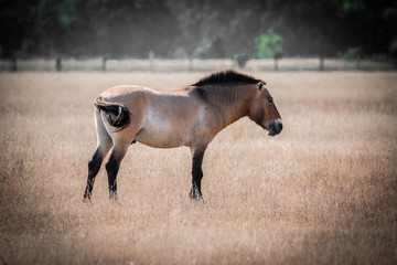 Przewalski's horse (Equus caballus) wild horse